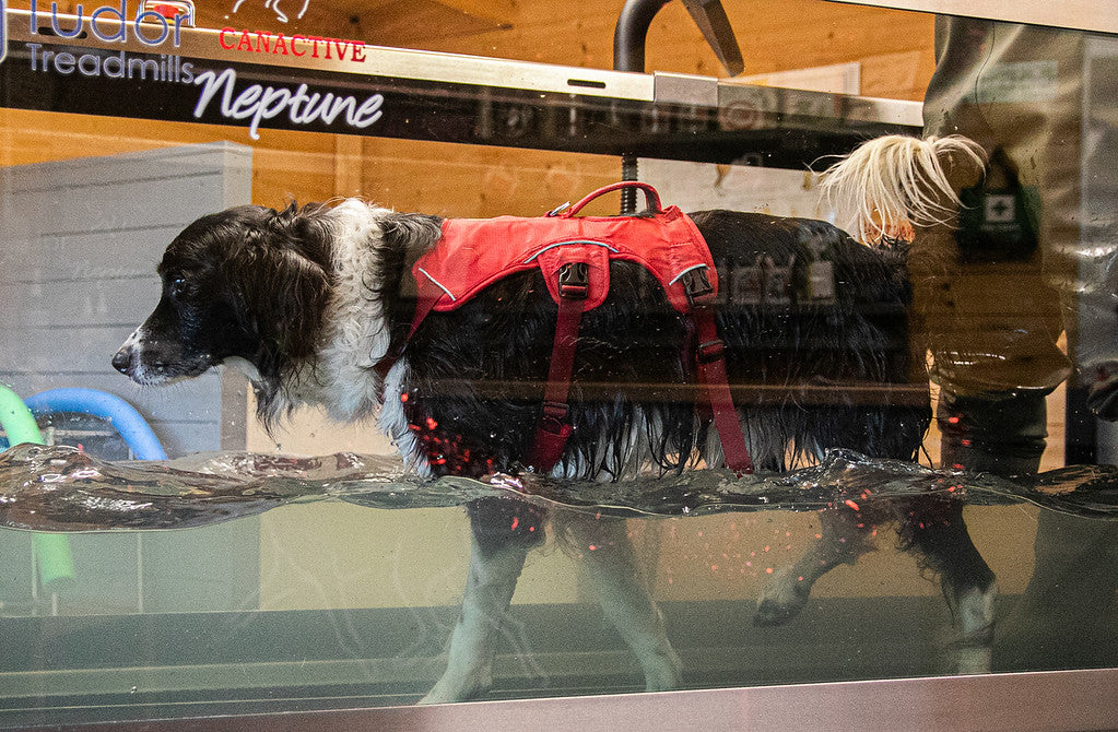 pet dog enjoying canine hydrotherapy at our centre near cheltenham