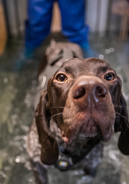 sports dog enjoying canine hydrotherapy at our centre in gloucestershire