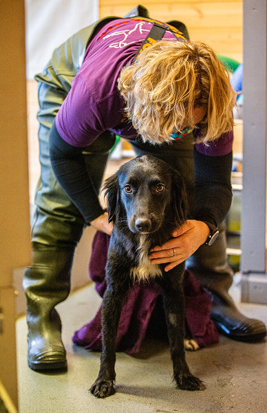 pet dog being dried off following canine hydrotherapy session at our centre in gloucestershire