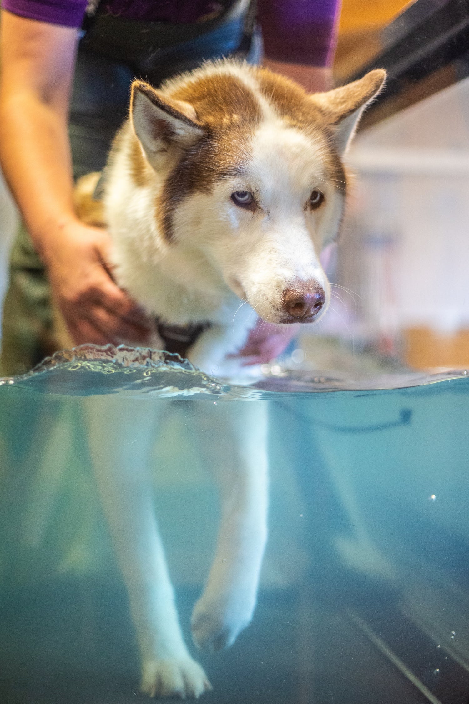 husky in the treadmill during a hydrotherapy session at canactive canine hydrotherapy centre near tewkesbury